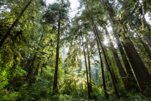 Explorando en Profundidad el Significado del Certificado FSC® para Imprentas Ecológicas Personalizadas