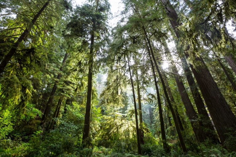 Lee más sobre el artículo Explorando en Profundidad el Significado del Certificado FSC® para Imprentas Ecológicas Personalizadas