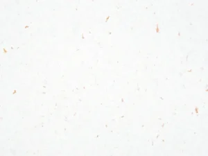 Cómo se hace el papel con semillas