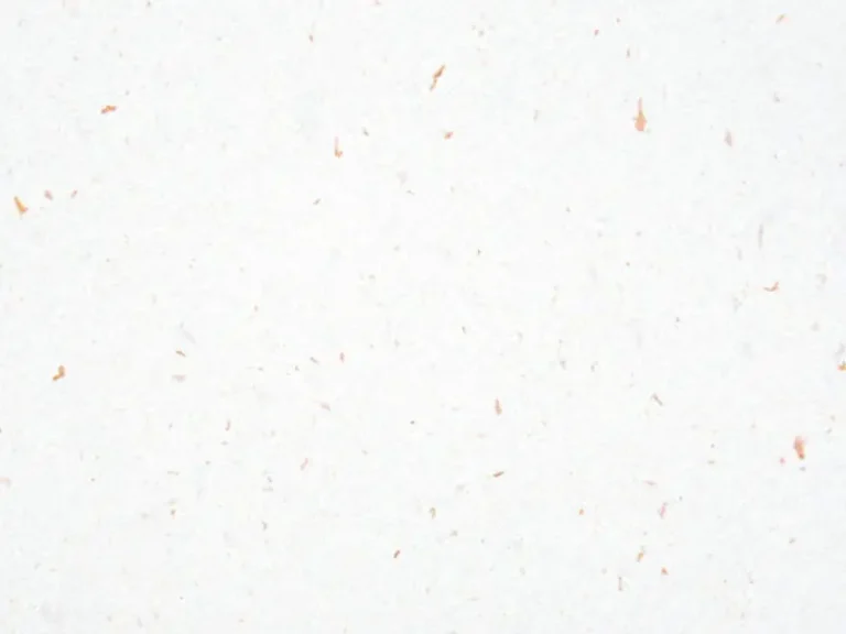 Lee más sobre el artículo Cómo se hace el papel con semillas: Una Guía Completa