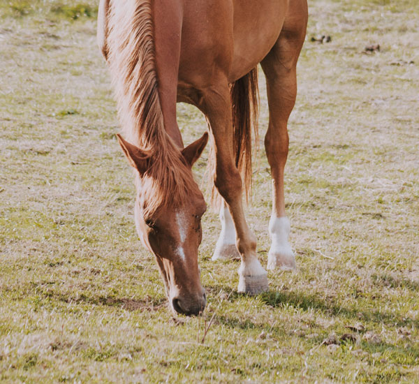 Marketing Ecológico