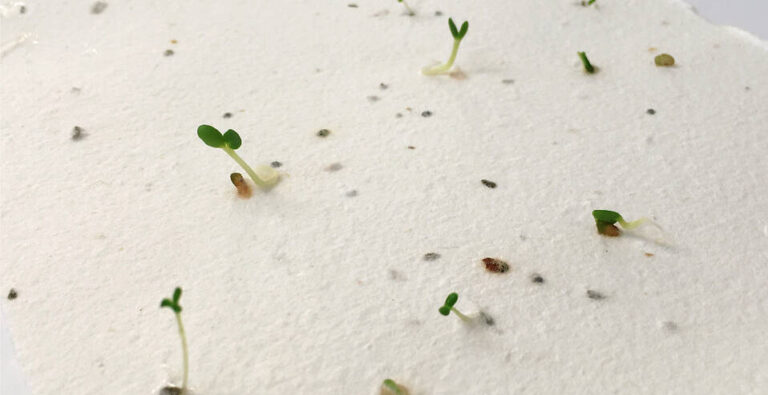 Lee más sobre el artículo Impresión en papel plantable ECOLOGICO